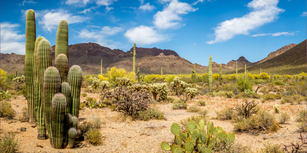 Desert plants. Финикс Аризона пустыня с кактусами. Кактусы Южной Америки пустыни. Пустыня Сонора, Аризона, Калифорния, Северо-Западная Мексика. Кактус цереус Северная Америка пустыни.